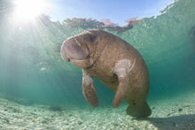 Load image into Gallery viewer, Save the Manatees Bracelet
