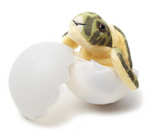 Load image into Gallery viewer, Sea Turtle Egg Hatchling
