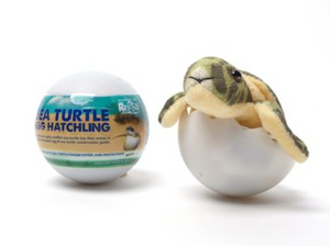 Sea Turtle Egg Hatchling